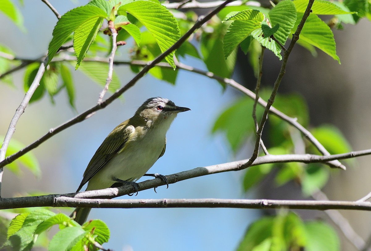 rødøyevireo - ML448389211