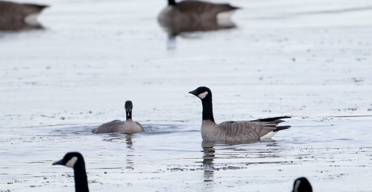 Cackling Goose (Richardson's) - ML44839121