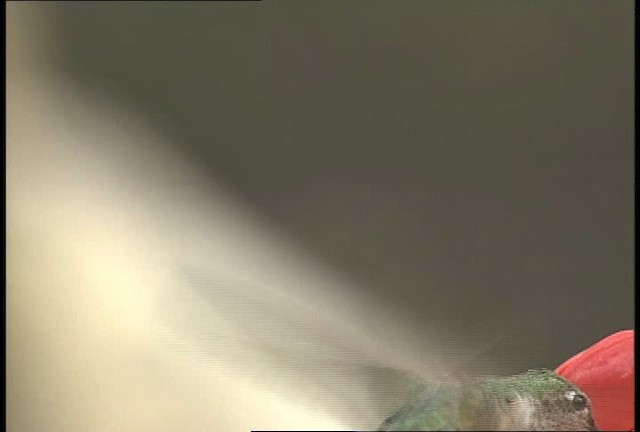 Broad-tailed Hummingbird - ML448392