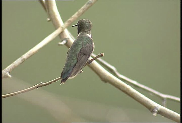 Black-chinned Hummingbird - ML448393