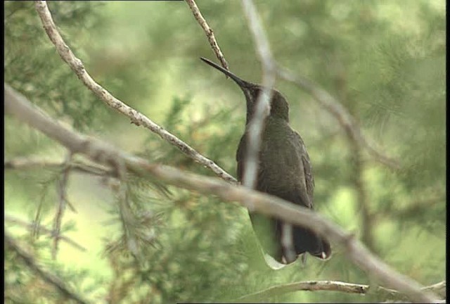 kolibřík blankytohrdlý - ML448396