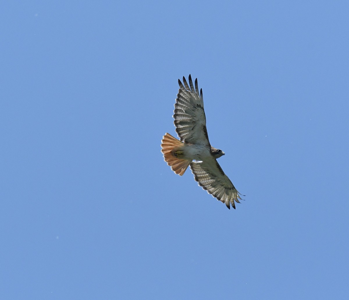 Red-tailed Hawk - Glenn Wyatt