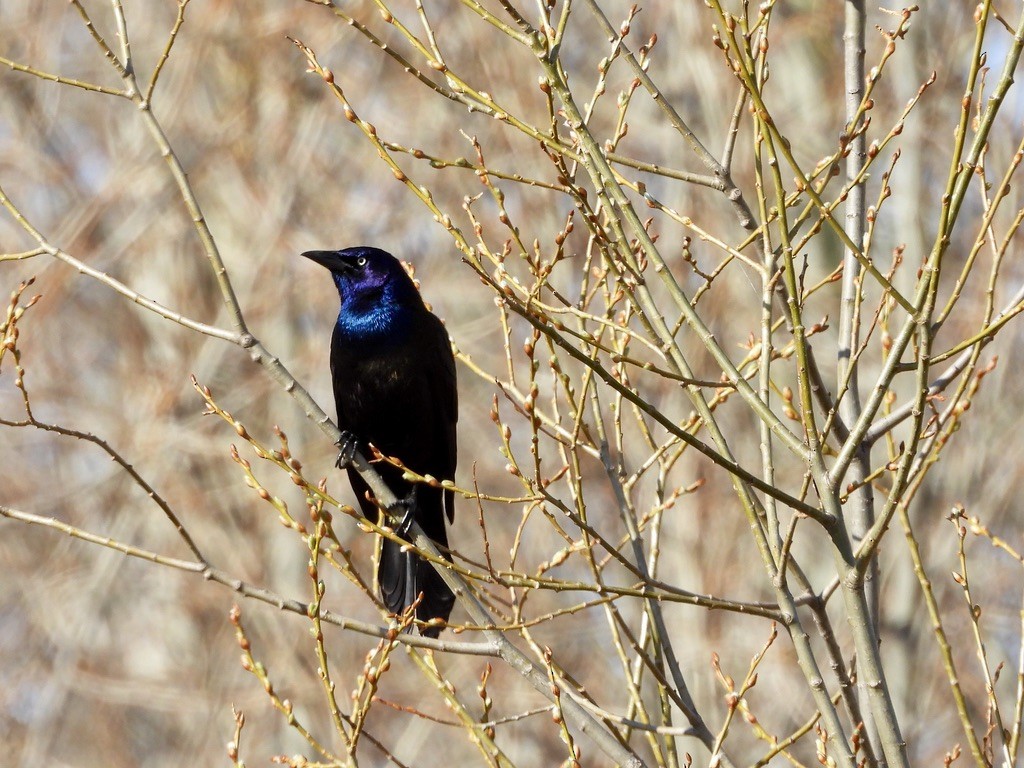 Common Grackle - ML448397701