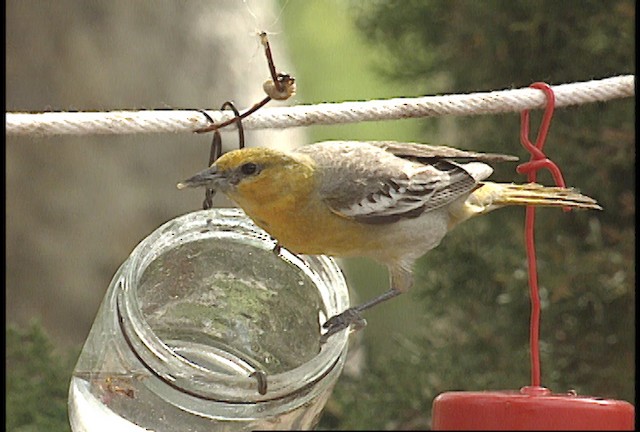 Bullock's Oriole - ML448398