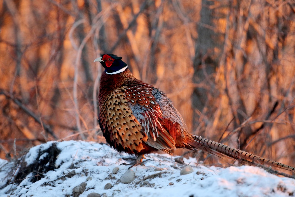 Ring-necked Pheasant - ML44839801