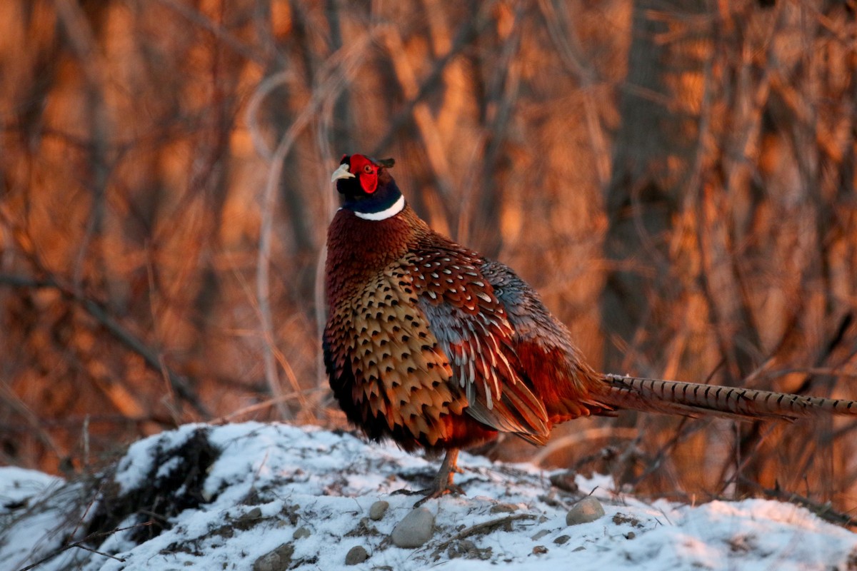 Ring-necked Pheasant - ML44839861