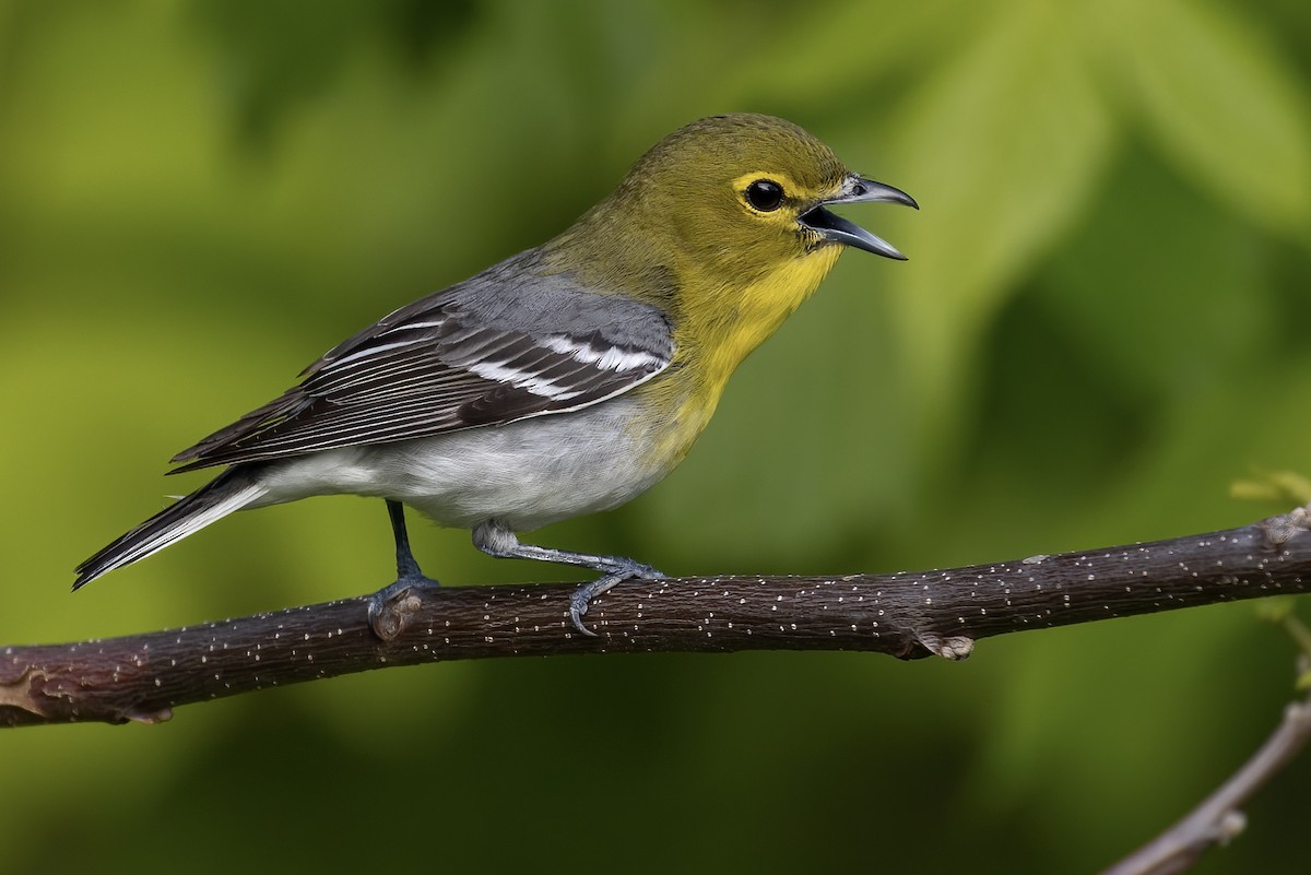 Yellow-throated Vireo - ML448398631