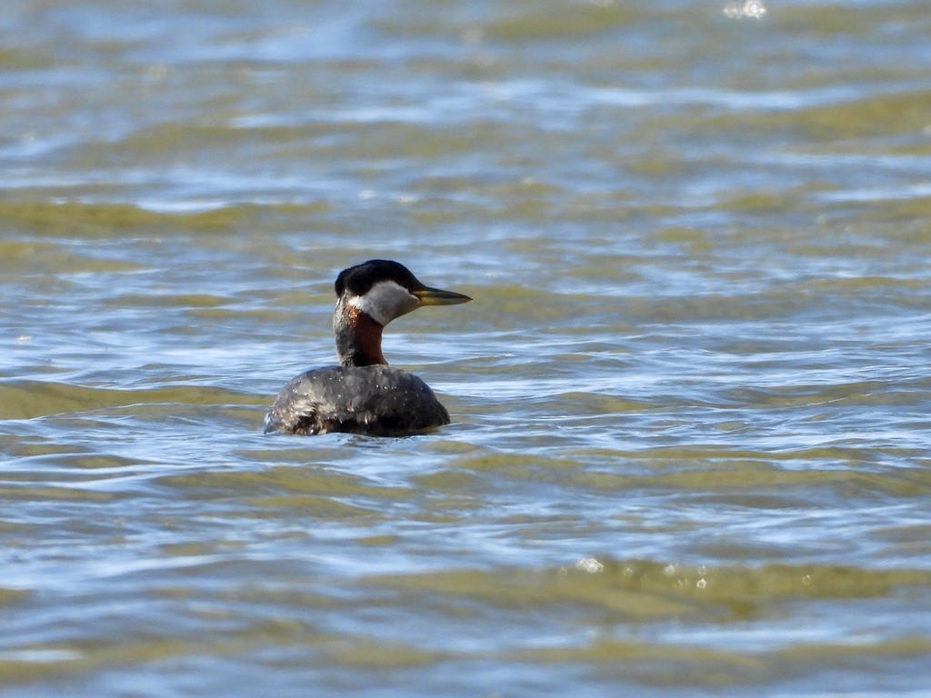 Red-necked Grebe - ML448398771