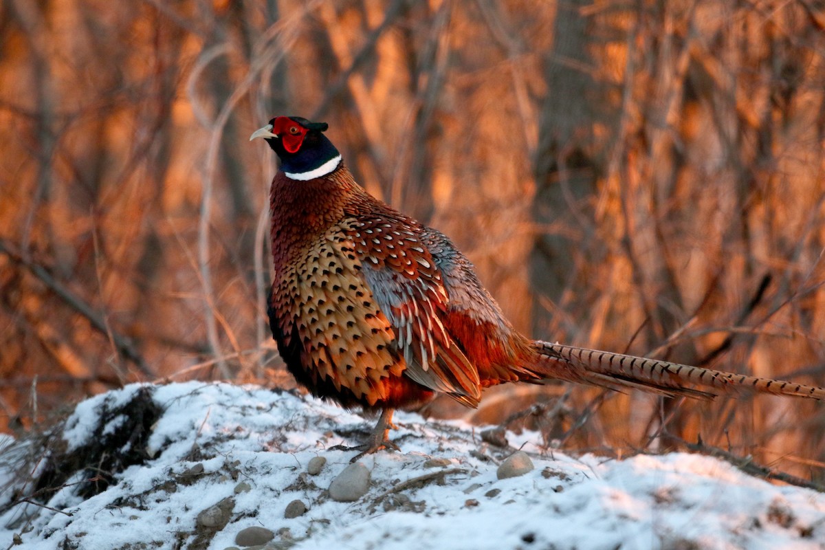 Ring-necked Pheasant - ML44839891