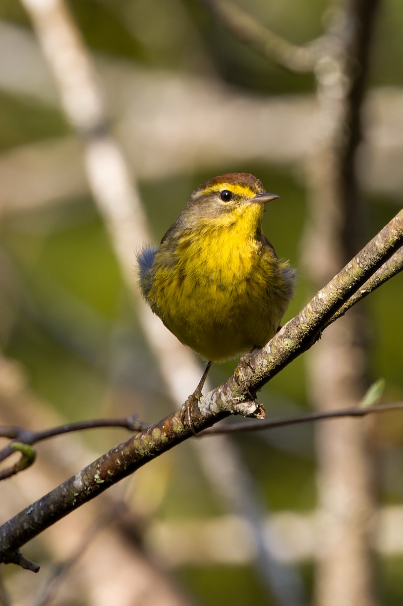 Palm Warbler (Yellow) - Kyle Shay