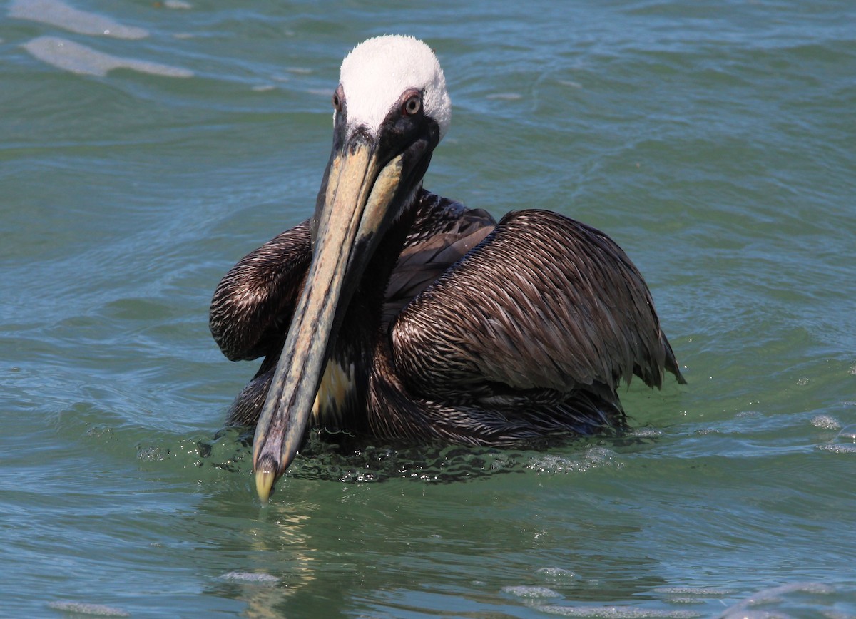 pelikán hnědý - ML448400151