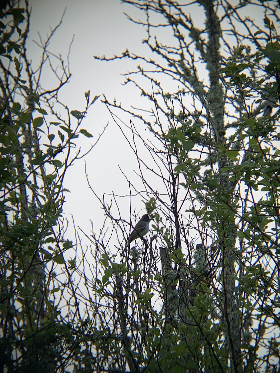 Ash-throated Flycatcher - ML448400471