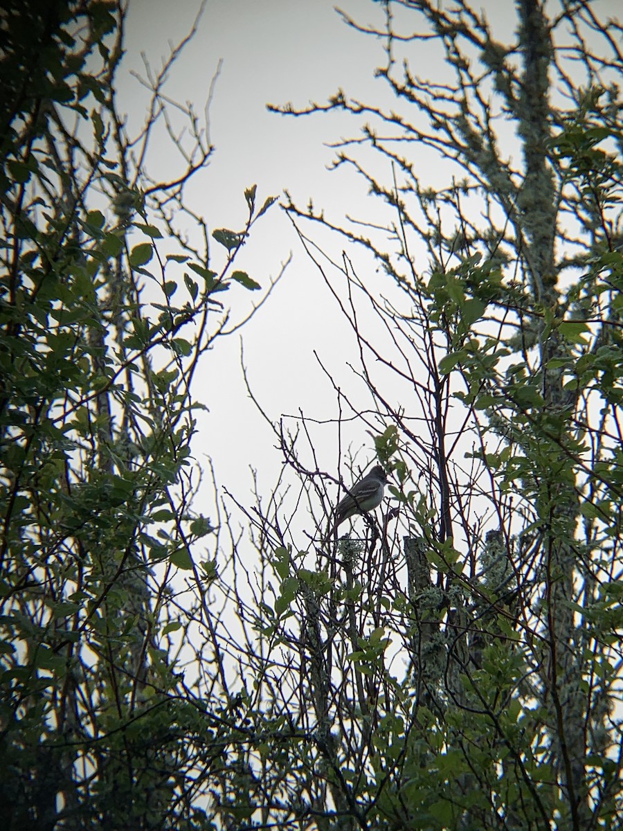 Ash-throated Flycatcher - ML448400481