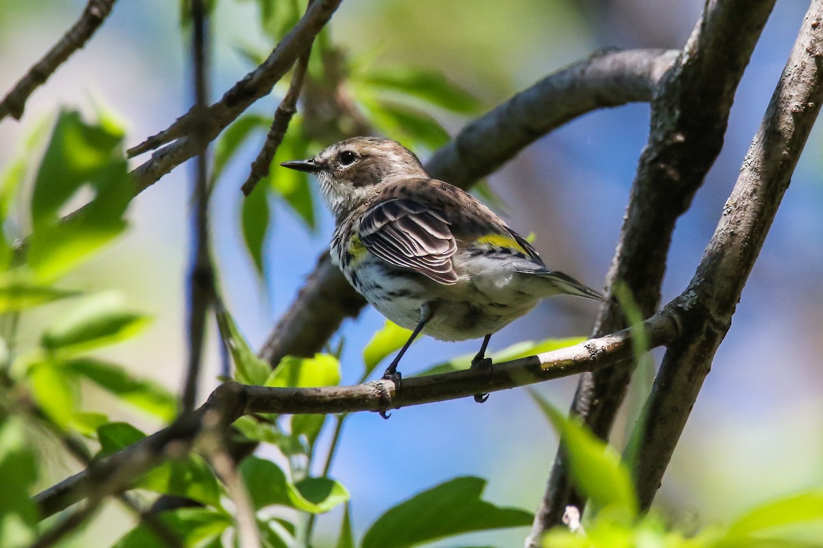 キヅタアメリカムシクイ - ML448400891