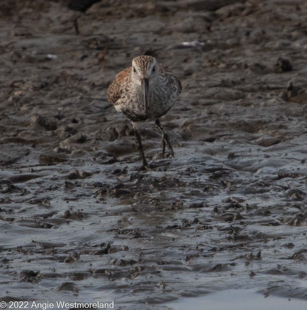 Dunlin - Angie W