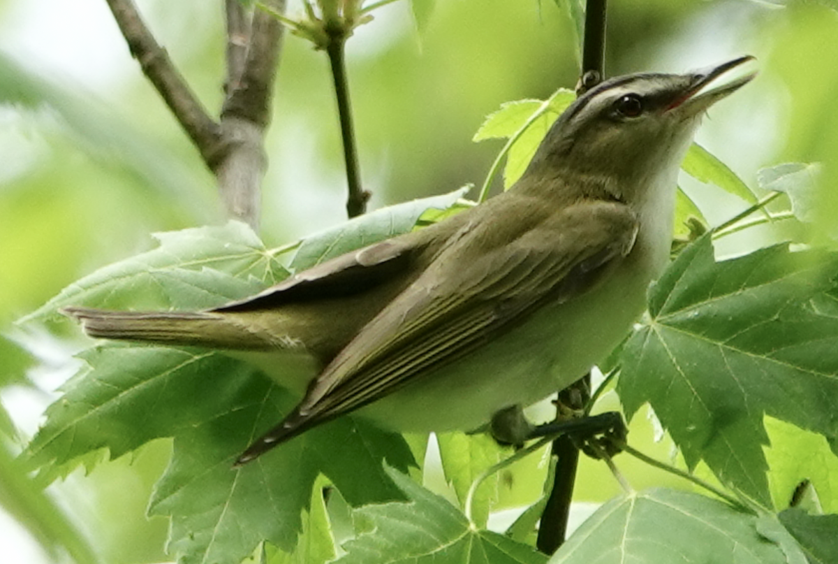 rødøyevireo - ML448405601