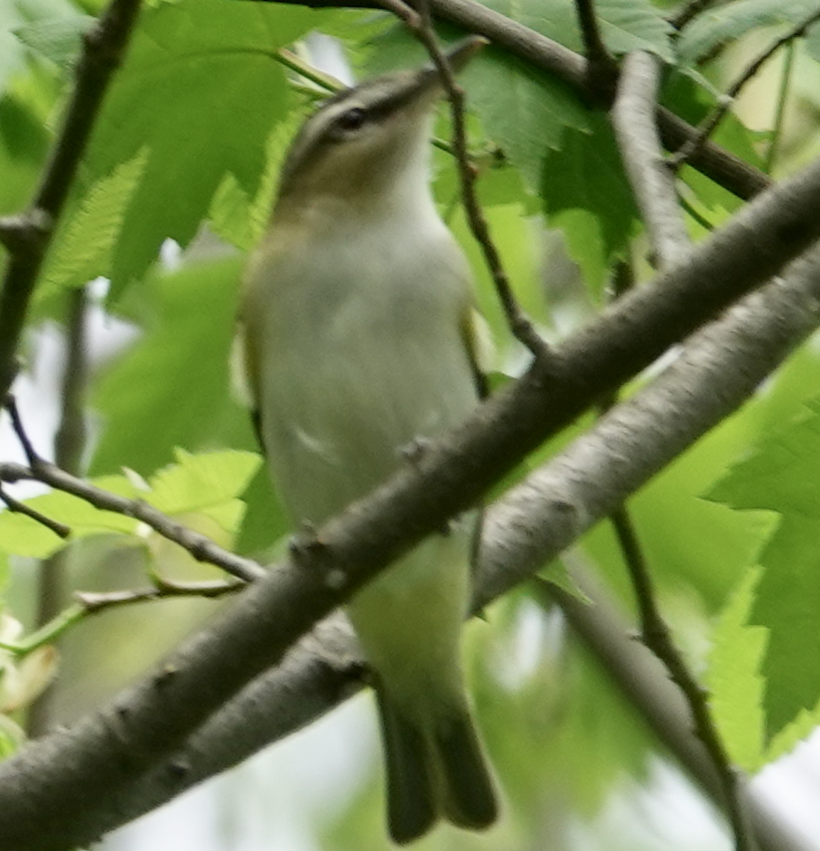 rødøyevireo - ML448405771