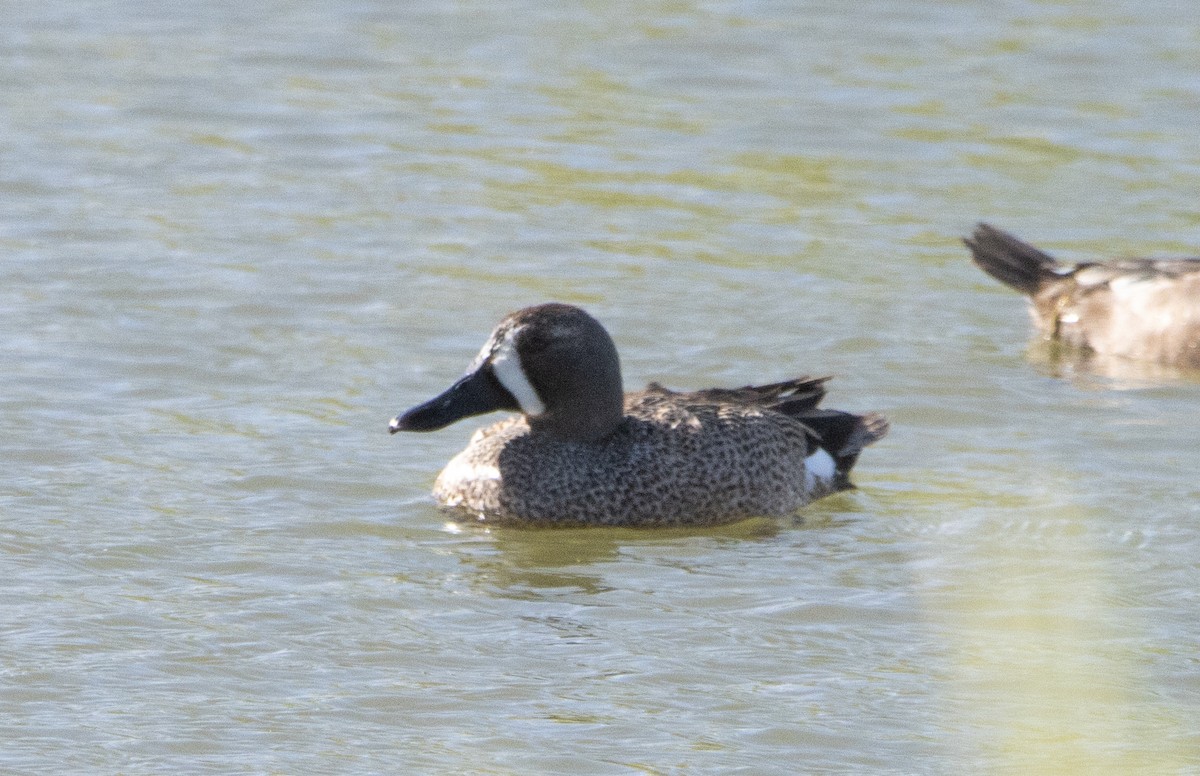 Blue-winged Teal - ML448409521