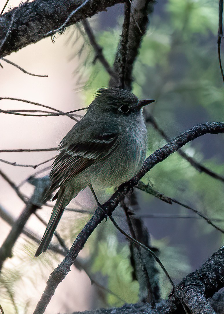 Pine Flycatcher - ML448409741