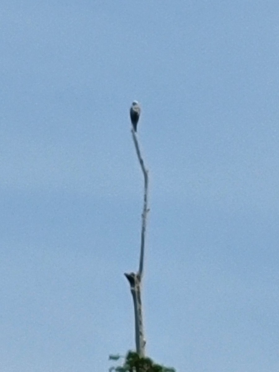 Mississippi Kite - ML448410311