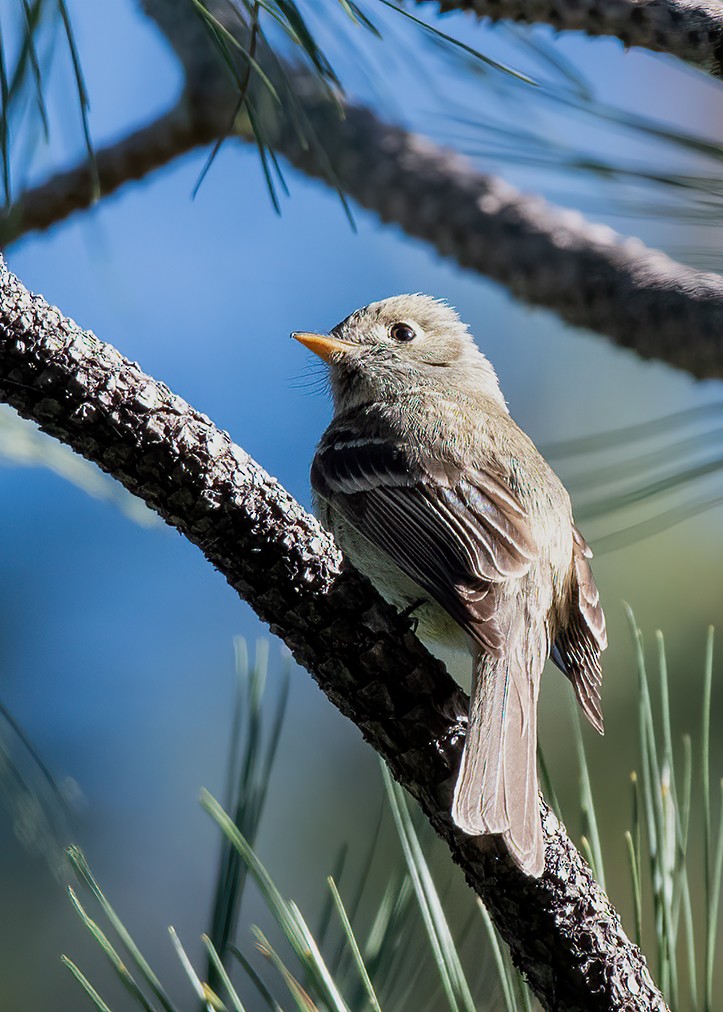 Pine Flycatcher - ML448410531