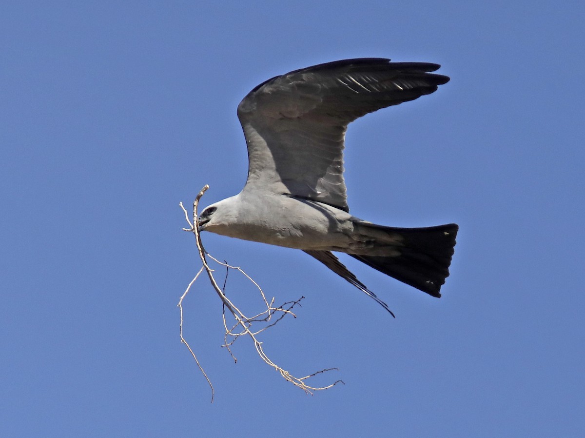 Mississippi Kite - ML448411681