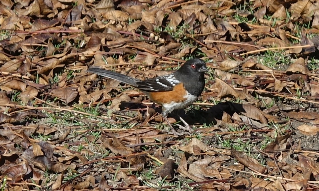 Spotted Towhee - ML44841211