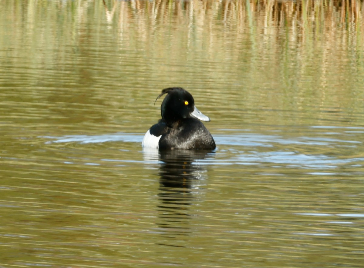 Tufted Duck - ML448412861