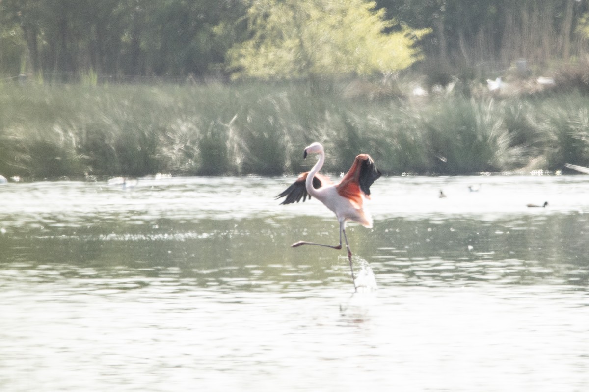 Greater Flamingo - ML448414291