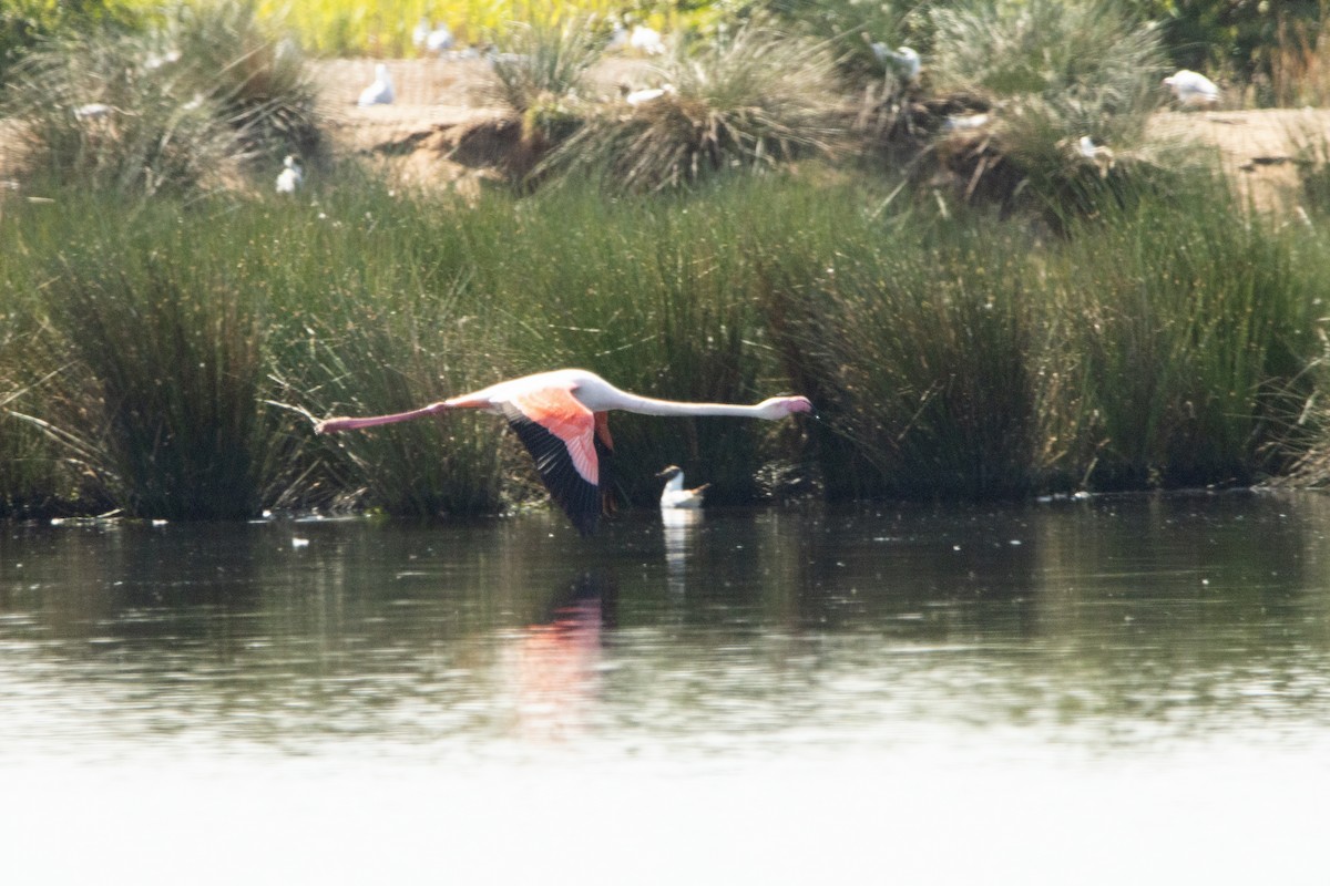 Greater Flamingo - ML448414311