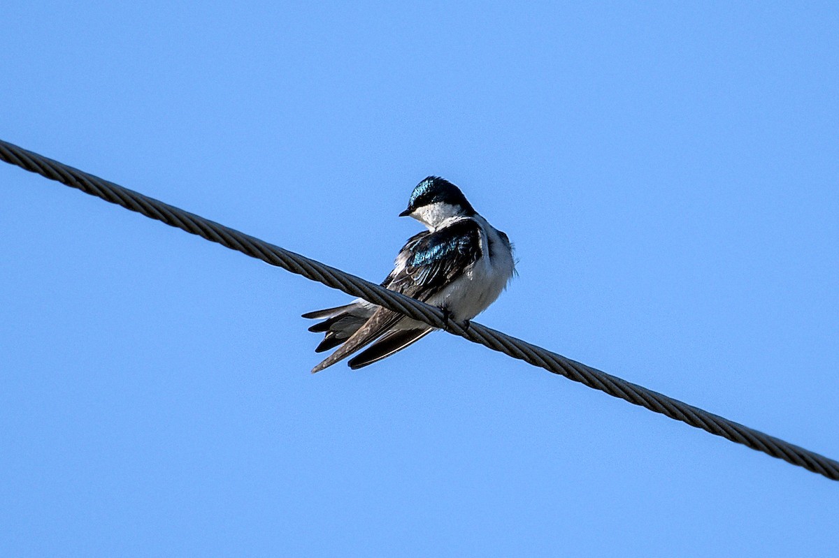 Tree Swallow - Kaj Overturf