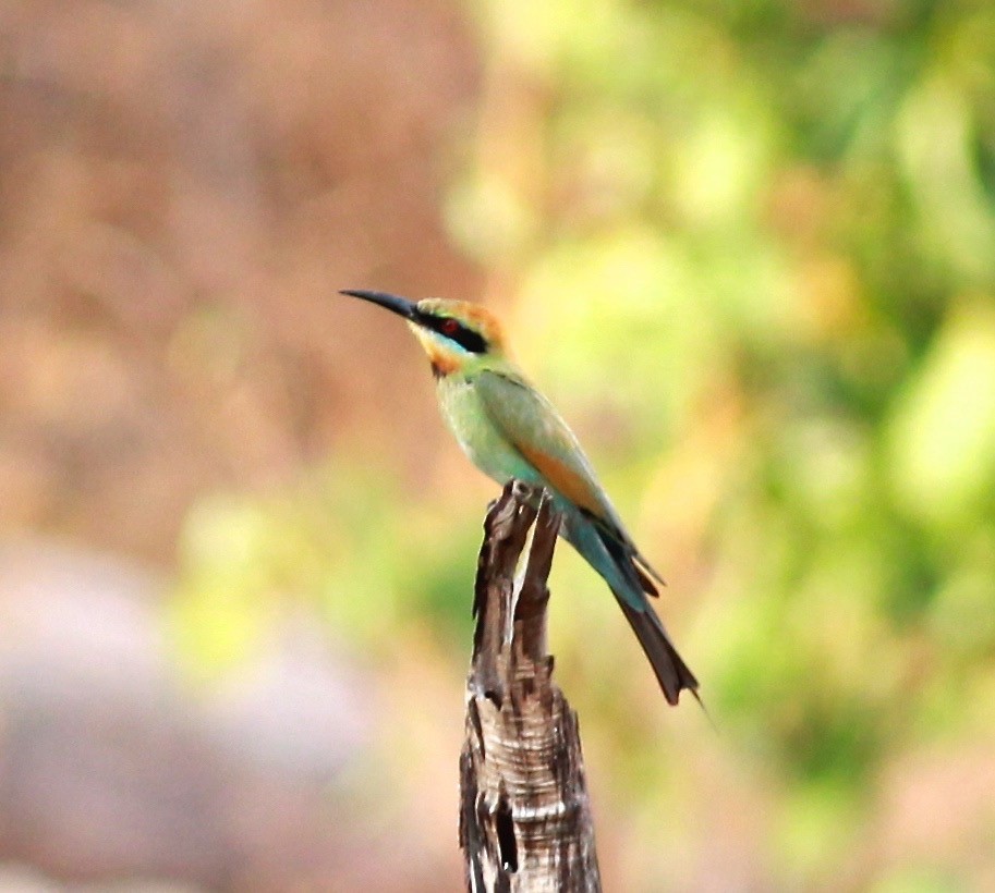 Rainbow Bee-eater - Dave Czaplak