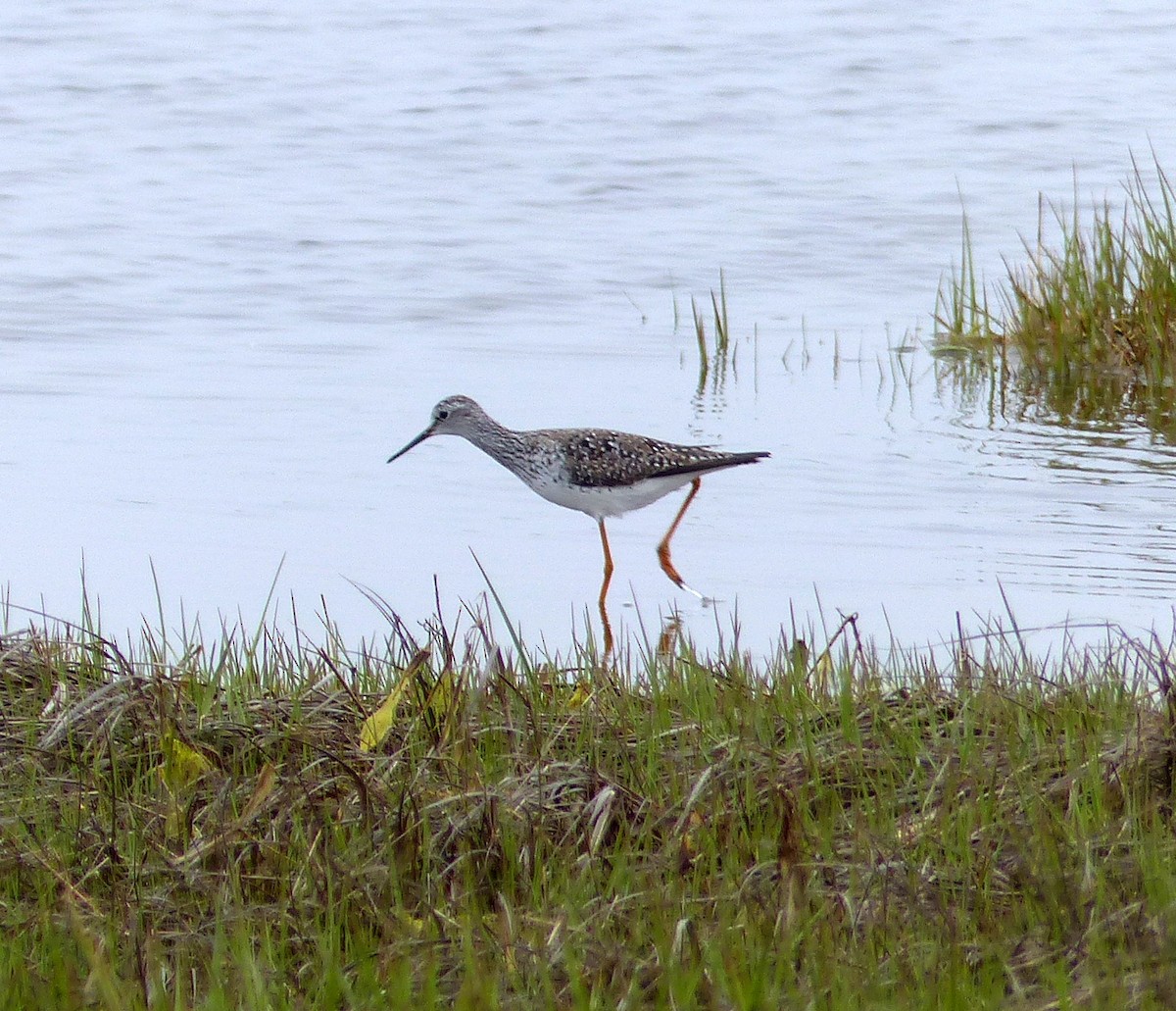 Lesser Yellowlegs - ML448416461