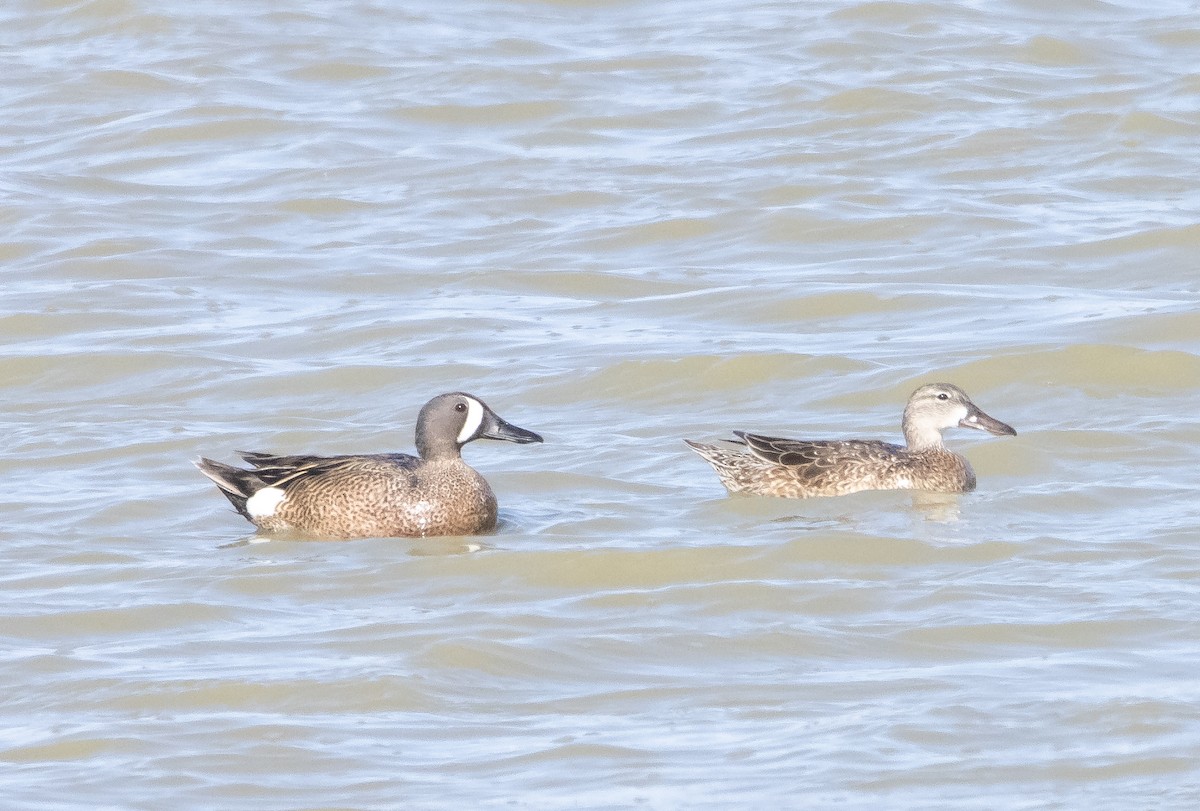 Blue-winged Teal - Liam Huber