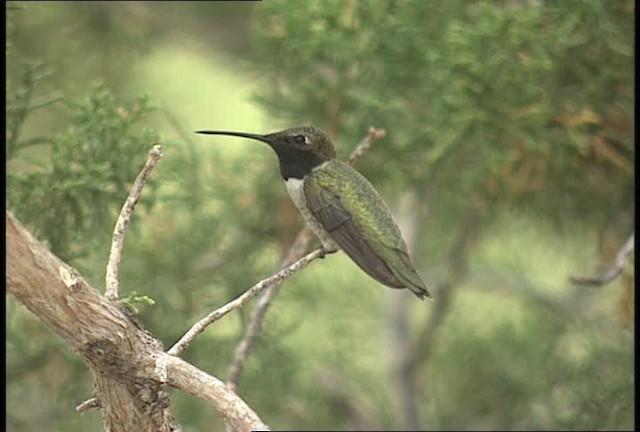 Black-chinned Hummingbird - ML448417