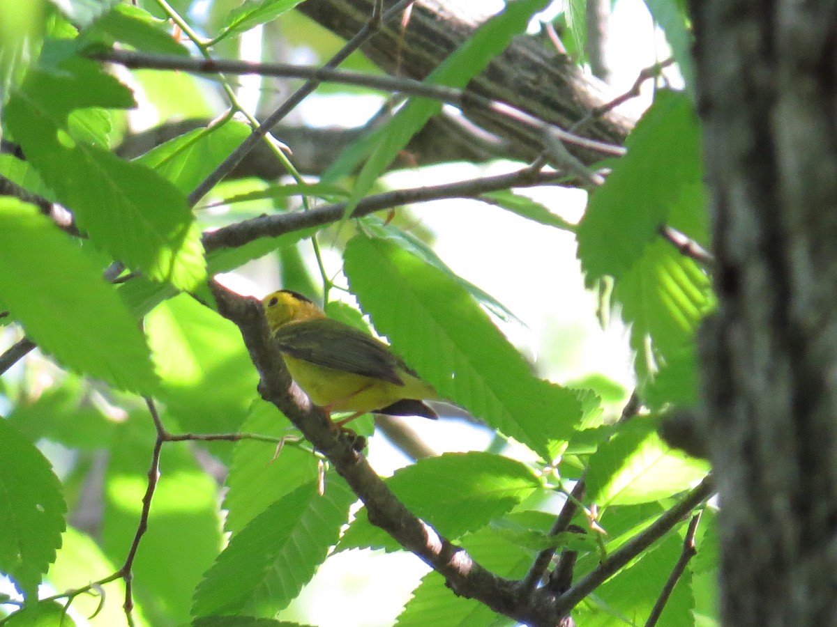 Wilson's Warbler - ML448417481