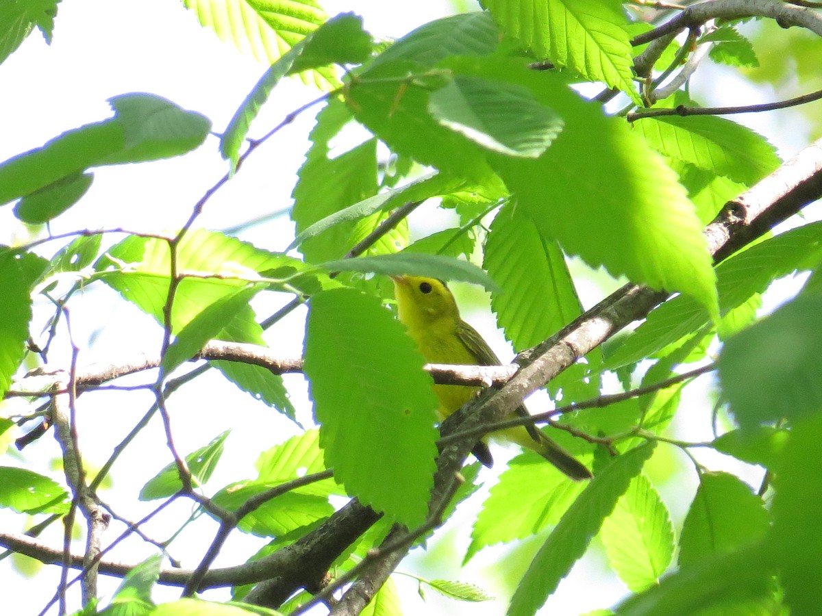 Wilson's Warbler - ML448417581