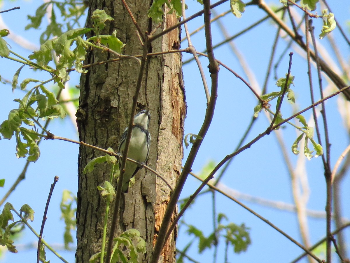 Cerulean Warbler - Michael L Crouse