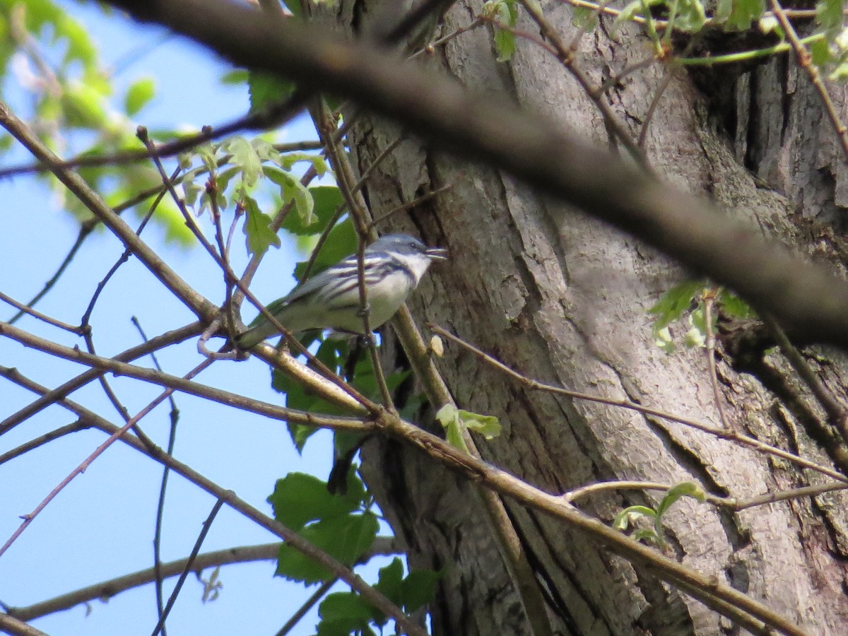 Cerulean Warbler - ML448417831