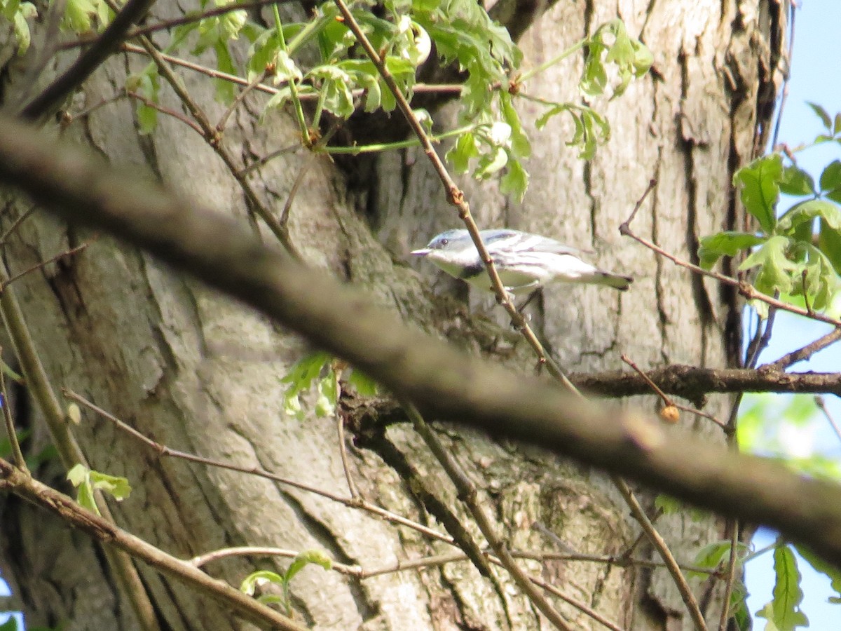 Cerulean Warbler - ML448417841