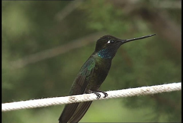 Rivoli's Hummingbird - ML448418