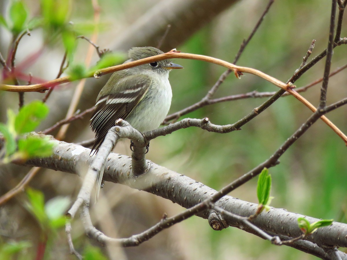 Least Flycatcher - ML448418341