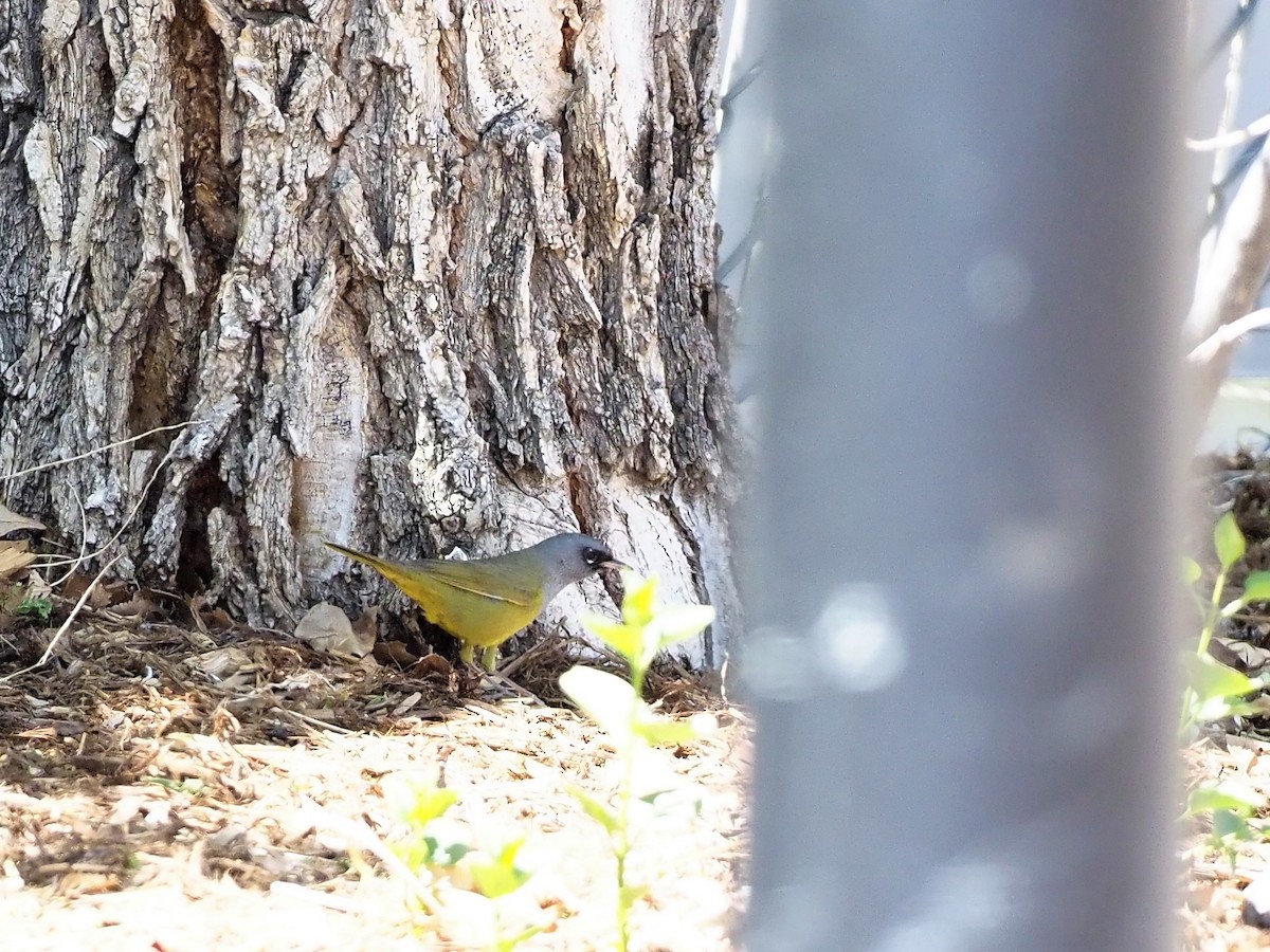 MacGillivray's Warbler - ML448418981