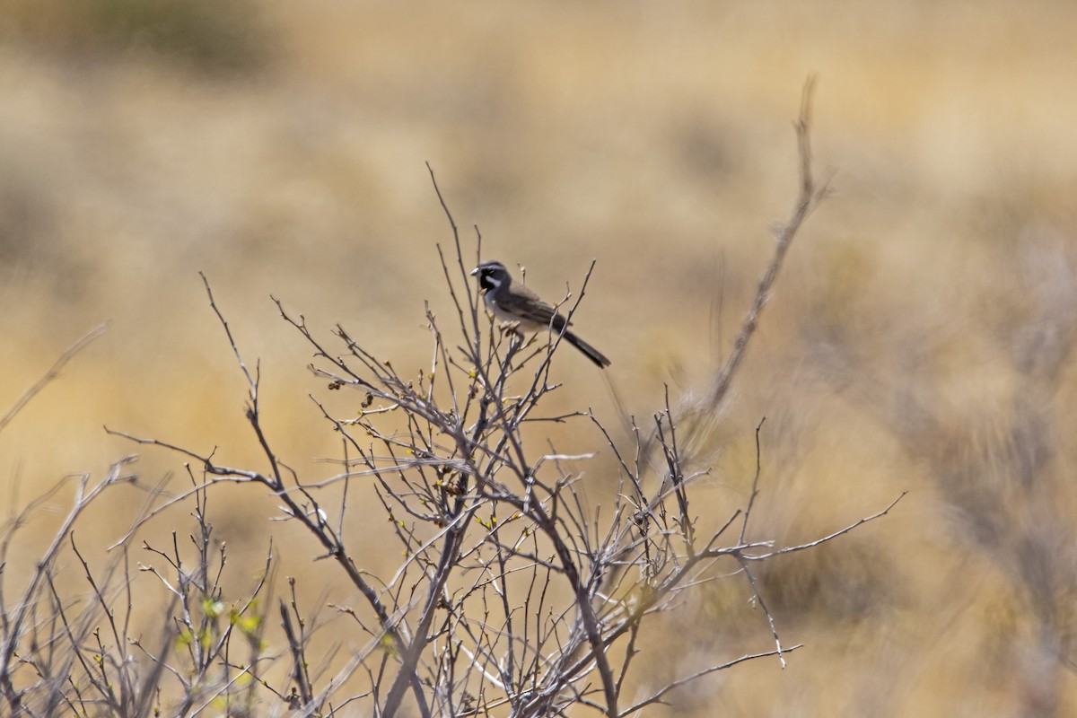 Black-throated Sparrow - ML448419621
