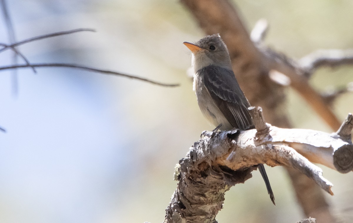 Greater Pewee - ML448420041