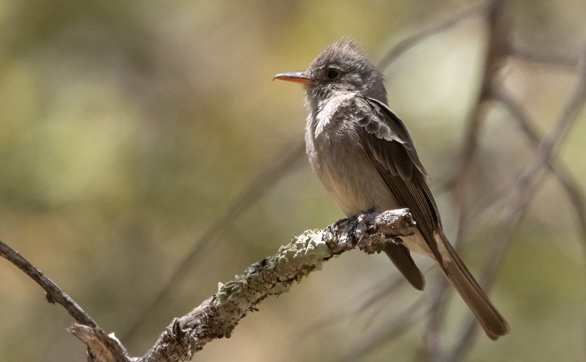 Greater Pewee - Liam Huber