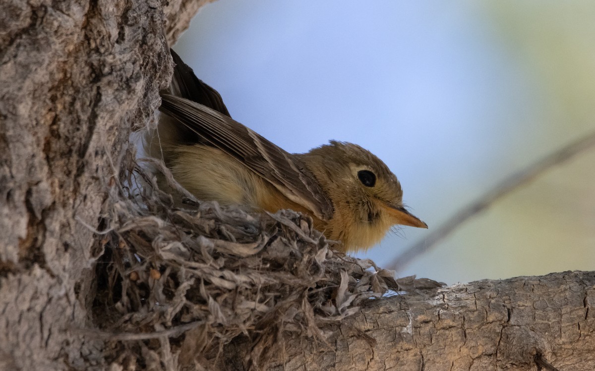 Buff-breasted Flycatcher - ML448420231