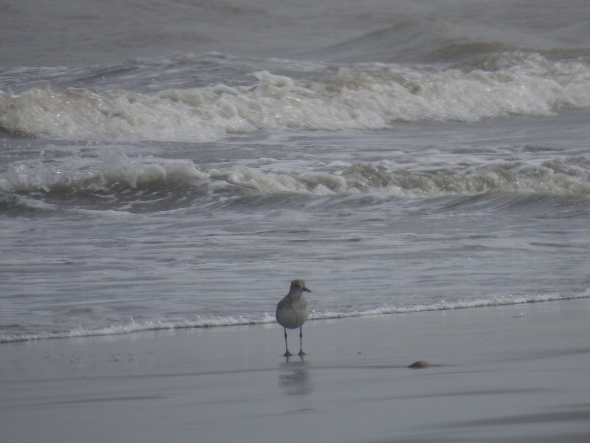 Black-bellied Plover - ML448420491