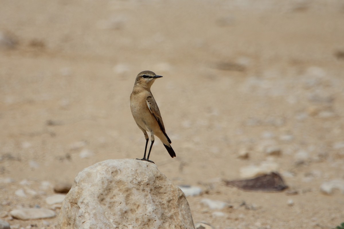 Isabelline Wheatear - ML448424271