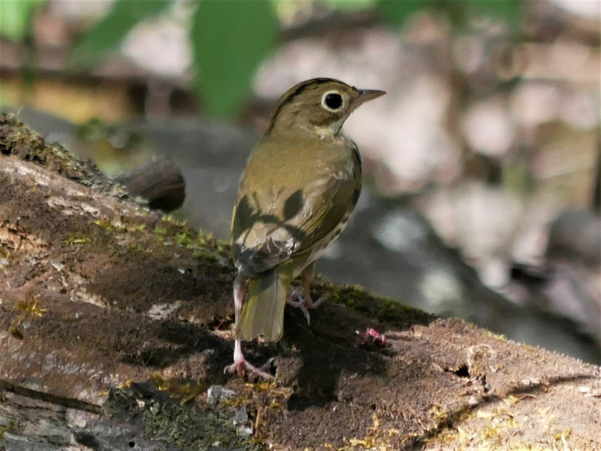 Ovenbird - Gérard  Viens